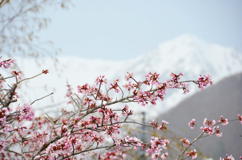 [Himala ng Niyebe at Cherry Blossoms] Isang natatanging karanasan sa taas na 1,900m: Maranasan ang “Snow Walls” at “Spring Snow Play” sa Otari Village, Nagano. May espesyal na operasyon sa maagang tagsibol hanggang Mayo 6; magbubukas ang Tsugaike Nature Park sa Hunyo 6.